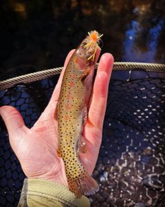 Exciting fishing adventure in UT