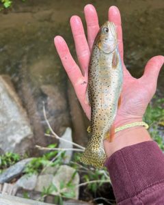 Cutthroat trout fishing in UT