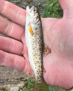 Cutthroat trout caught while fishing in Provo