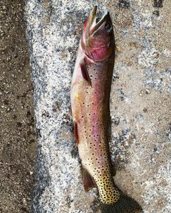 Cutthroat trout caught fishing in UT