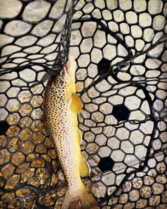 Fishing adventure in UT