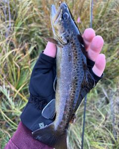 Fishing in UT