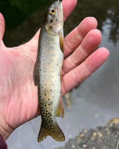 Fishing adventure in UT