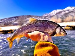 1 fishing line with best great catch in UT
