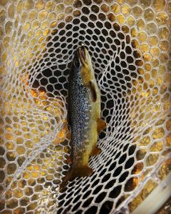 A single brook trout caught fishing in Provo