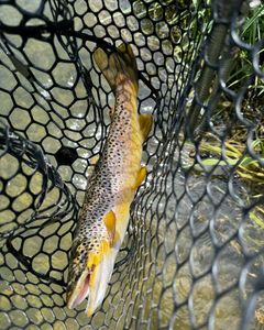 Fishing in Provo