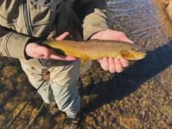 Rainbow trout caught in Provo