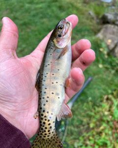 Rainbow trout fishing in Provo