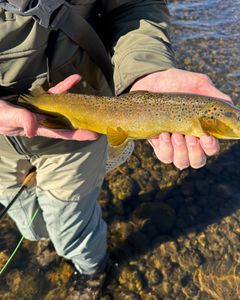 A beautiful rainbow trout caught in Provo.