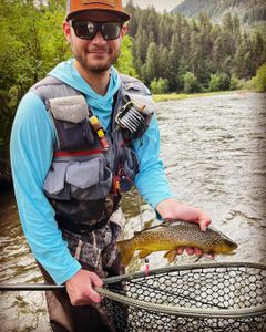 A single sea trout caught in Provo while fishing