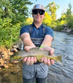 Rainbow trout fishing in UT
