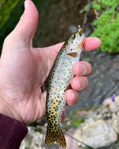 Photograph of a rainbow trout caught fishing in UT