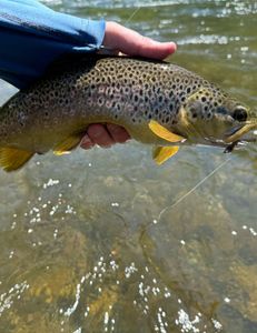 A lone rainbow trout in the waters of UT