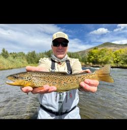 One sea trout caught while fishing in Provo