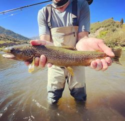 Sea trout fishing in UT