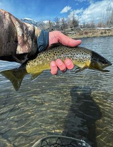A sea trout fishing in UT