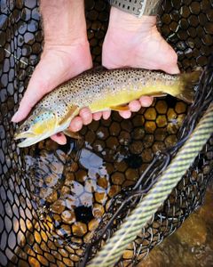 Stunning sea trout caught while fishing in UT