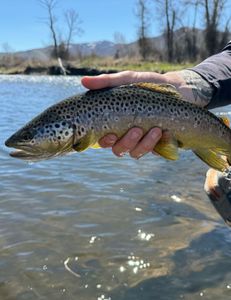 Image of a sea trout fishing in UT