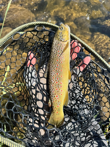 Fish-Species