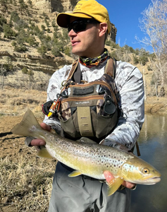 Photograph of a sea trout caught in Provo