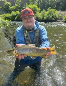 Scenic view of a sea trout in the wild in UT