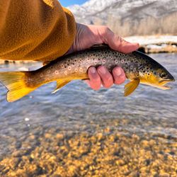 Stunning sea trout caught while fishing in UT