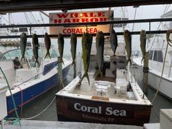 7 fishing best, great catch in FL