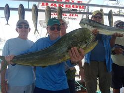 6 blue runner fish caught in islamorada
