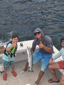 Nice great barracuda on deep sea light tackle in Islamorada!