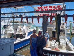 Three mahi mahi fish caught in FL