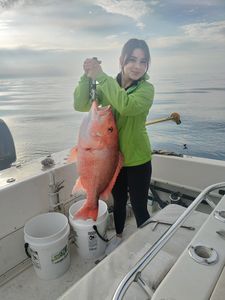 Northern Red Snapper Trophy in Jacskonville FL