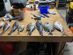 6 fish caught in FL while fishing