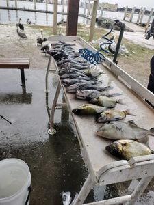 Three fish caught while fishing in FL