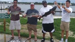 Three little tunny and king mackerel fish caught on a fishing trip in Jacksonville.