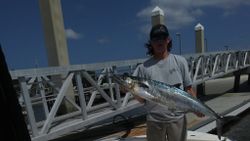 King Mackerel fish caught while fishing in FL