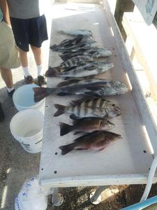 Four sheepshead fish caught in Jacksonville