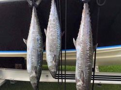 Three king mackerel fish in Florida