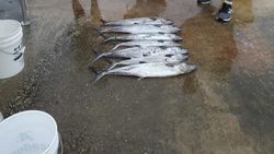 Two king mackerel fishing in Jacksonville