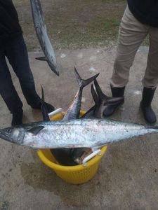 Two king mackerel fish caught in Jacksonville