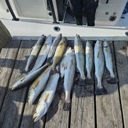 10 spotted weakfish and redfish caught in Gulf Shores