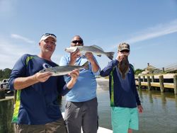 3 bluefish caught in Gulf Shores