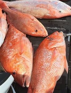 Three fish caught in Gulf Shores