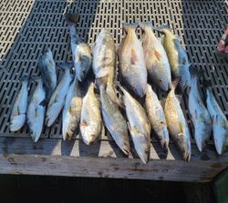 Fresh caught redfish, speckled trout, and cobia displayed on boat deck in Gulf Shores Alabama
