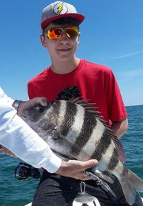 Sheepshead fish caught while fishing in Gulf Shores AL
