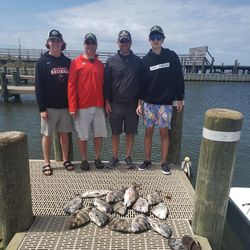Fresh caught sheepshead fish displayed on fishing dock in Gulf Shores Alabama
