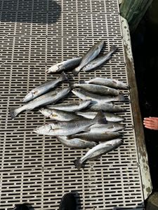 Fresh caught speckled trout laid out on dock cleaning station in Gulf Shores Alabama