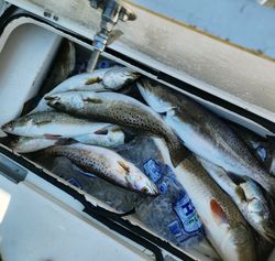 Fresh caught speckled trout in cooler with ice from Gulf Shores AL fishing trip