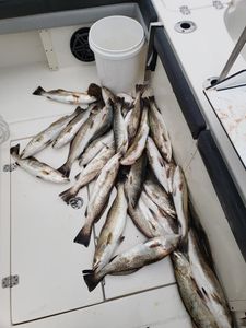 Fresh caught speckled trout and bluefish on boat deck in Gulf Shores Alabama