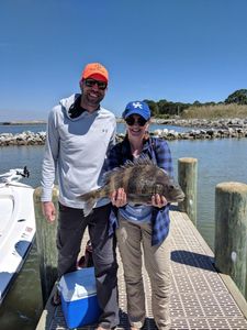 Sheepshead fish caught in AL