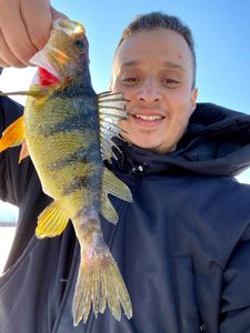 Fishing For Perch In Ottawa